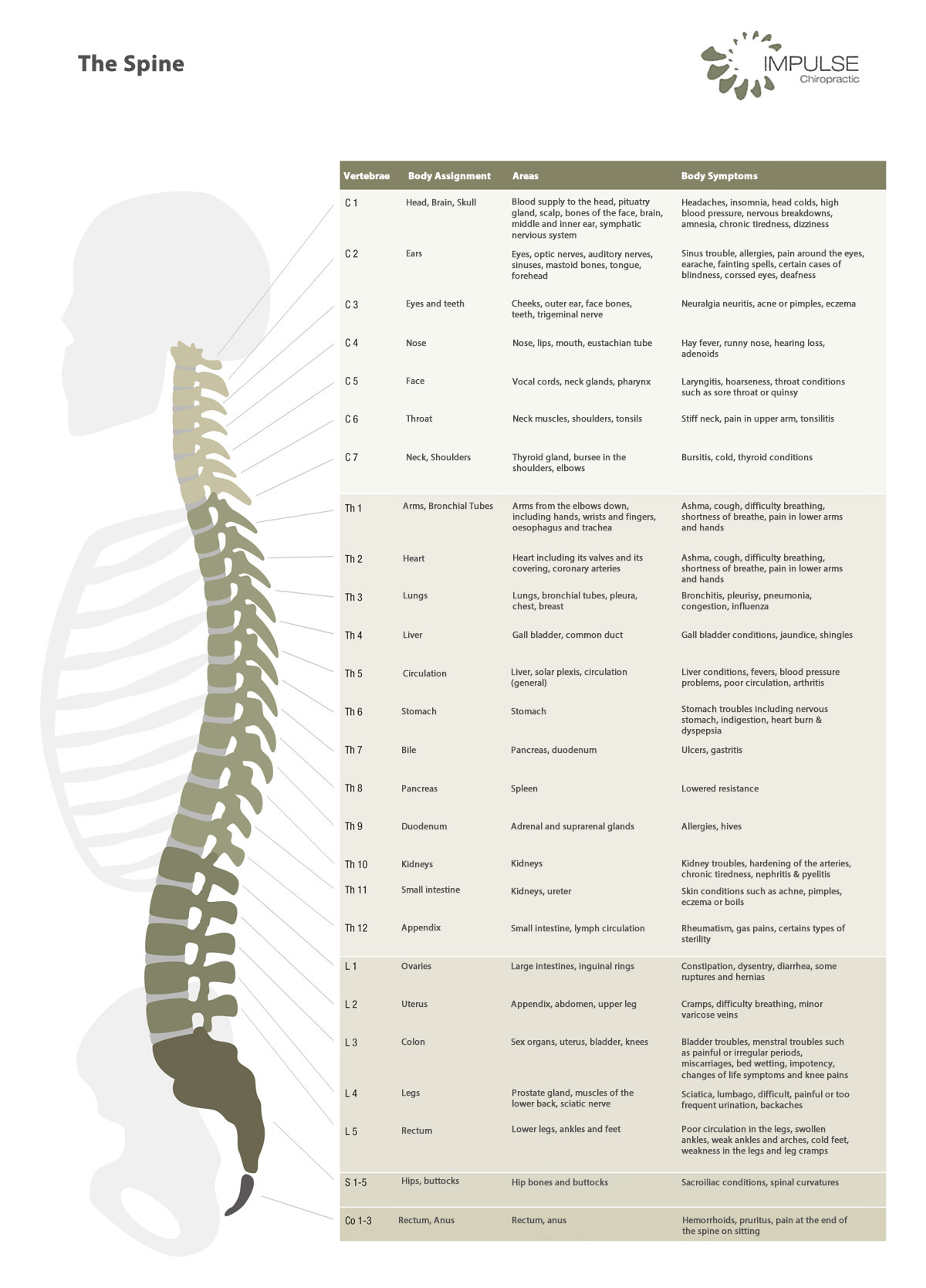spine-graphic-english
